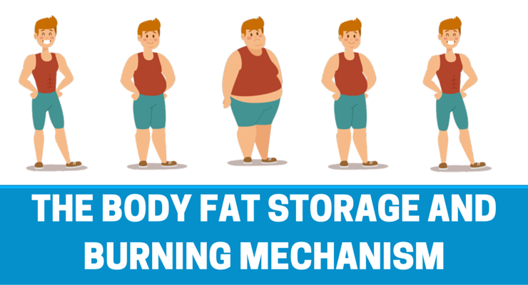 body-fat-storage-and-fat-loss-mechanism-workoutable