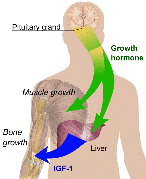 growth hormone and igf-1