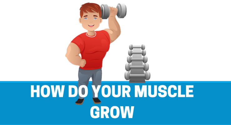 How Do Your Muscles Grow? (With 2020 Research Updates) - Workoutable