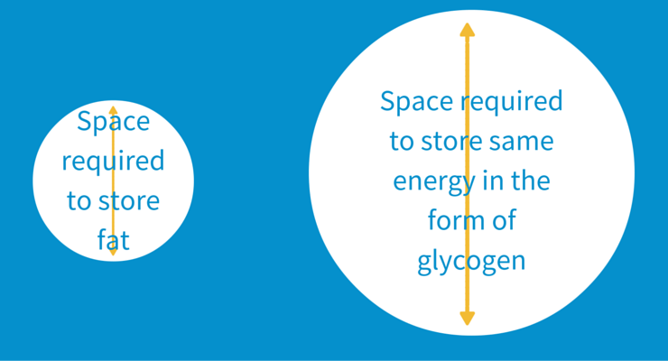 why fat- fat take less space to store