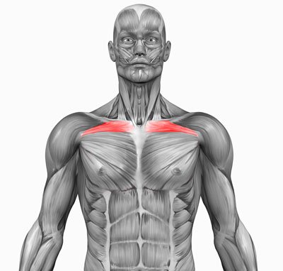 pec clavicular head