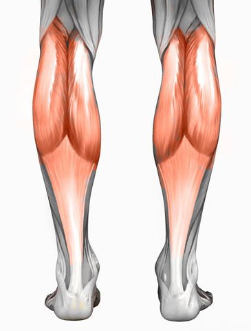 calf muscle anatomy