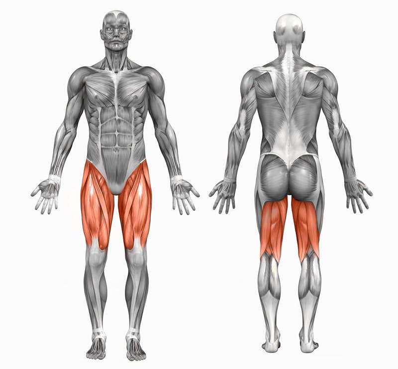 quads and hamstrings muscle