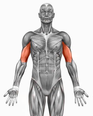 human anatomy biceps