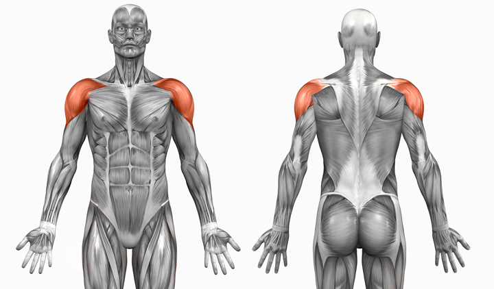 human anatomy of shoulder muscles and rotator cuff muscles