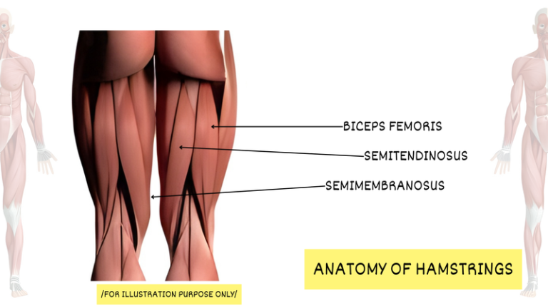 7 Best Dumbbell Exercises to Strengthen Your Hamstrings - Workoutable